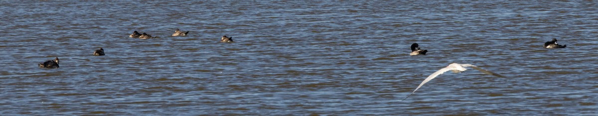 Американская савка - ML647211387