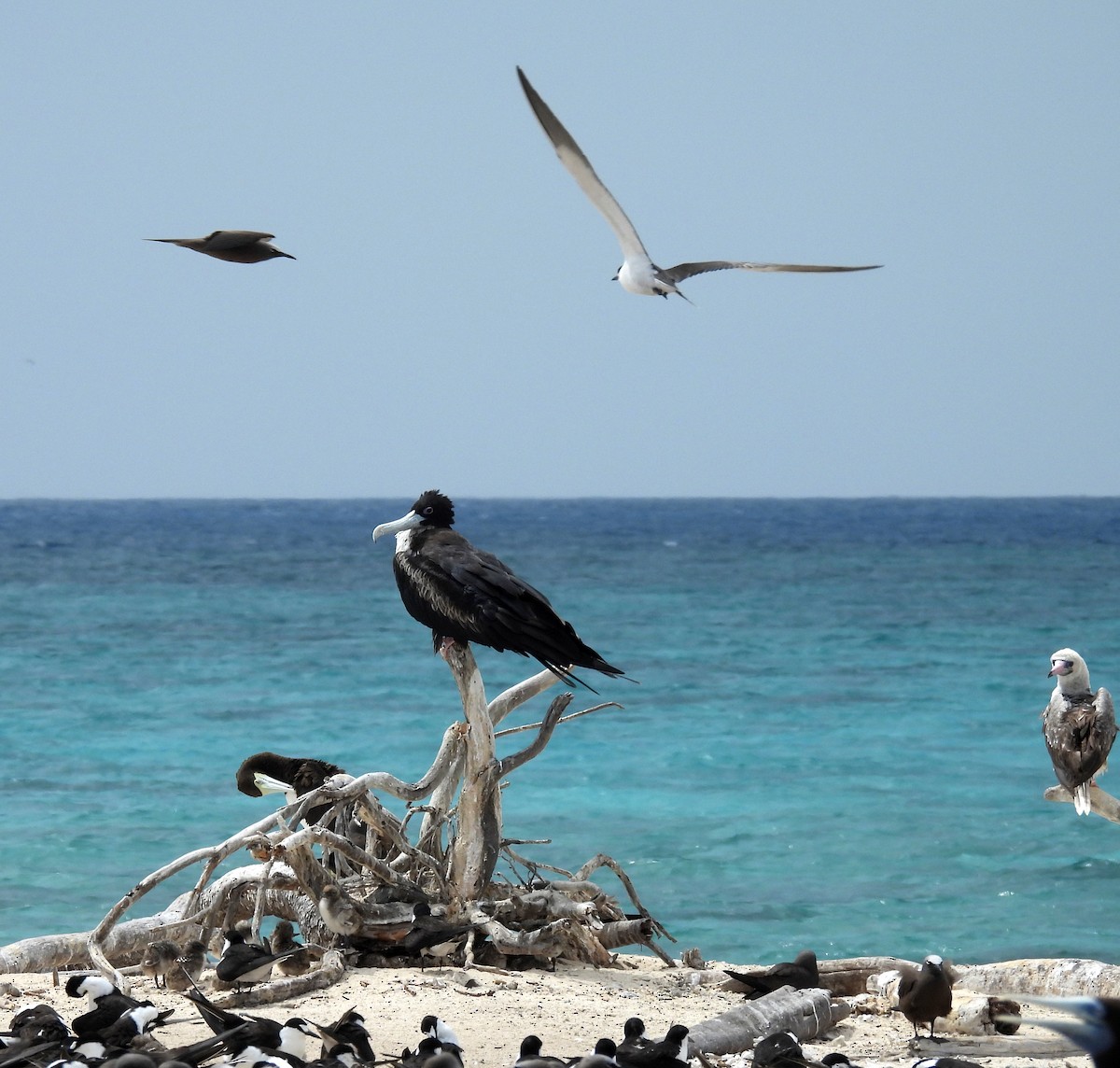 פריגט גדול - ML647211407
