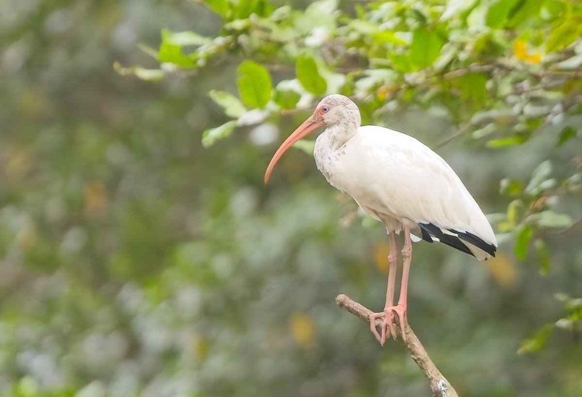 White Ibis - ML647211409