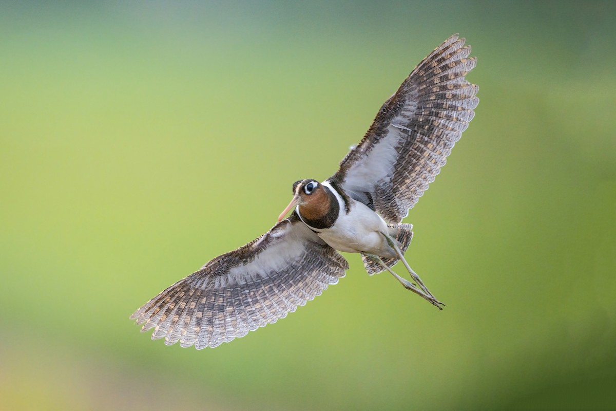 Greater Painted-Snipe - ML647211414