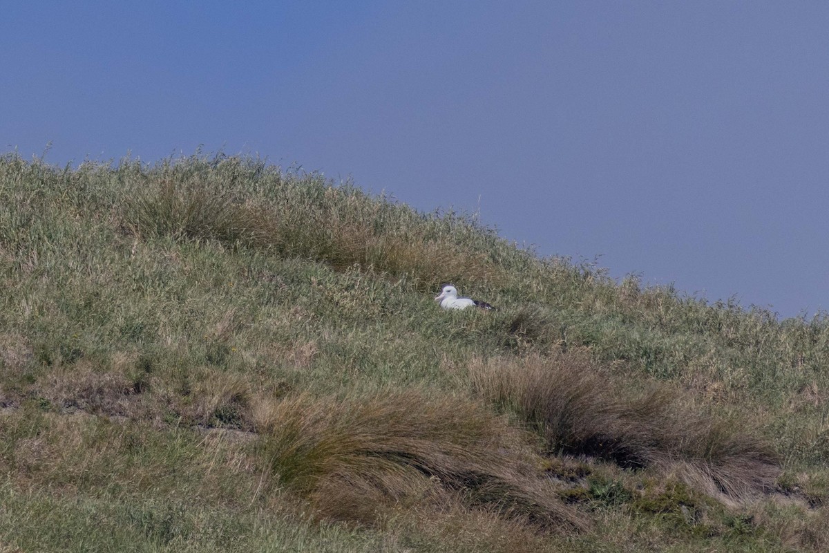 Northern Royal Albatross - ML647211424