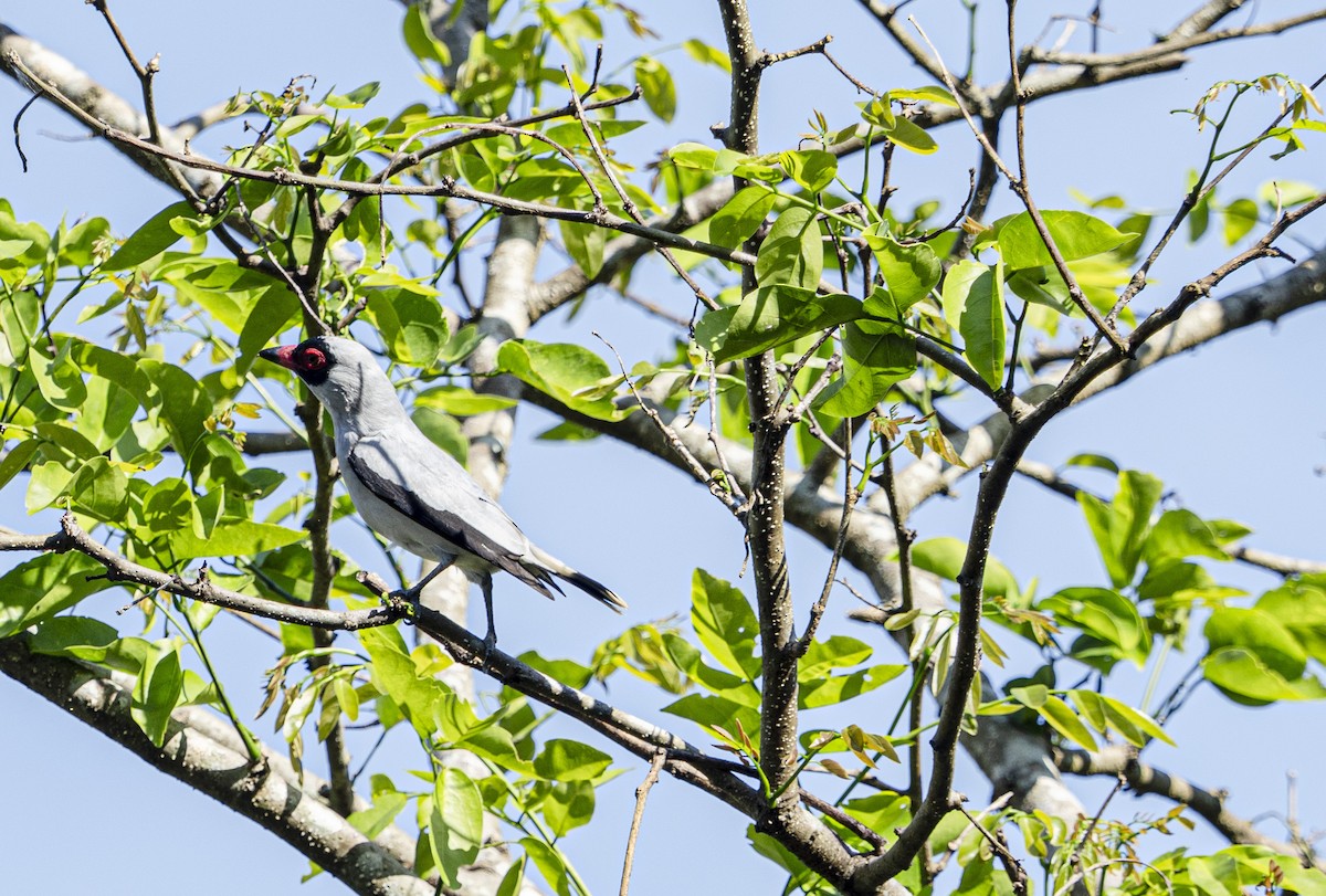 Masked Tityra - ML647211429