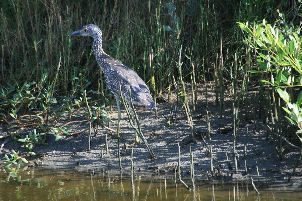 Yellow-crowned Night Heron - ML647211431