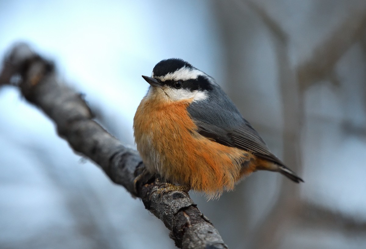 Trepador Canadiense - ML647211433