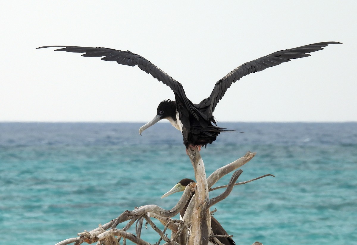 פריגט גדול - ML647211434