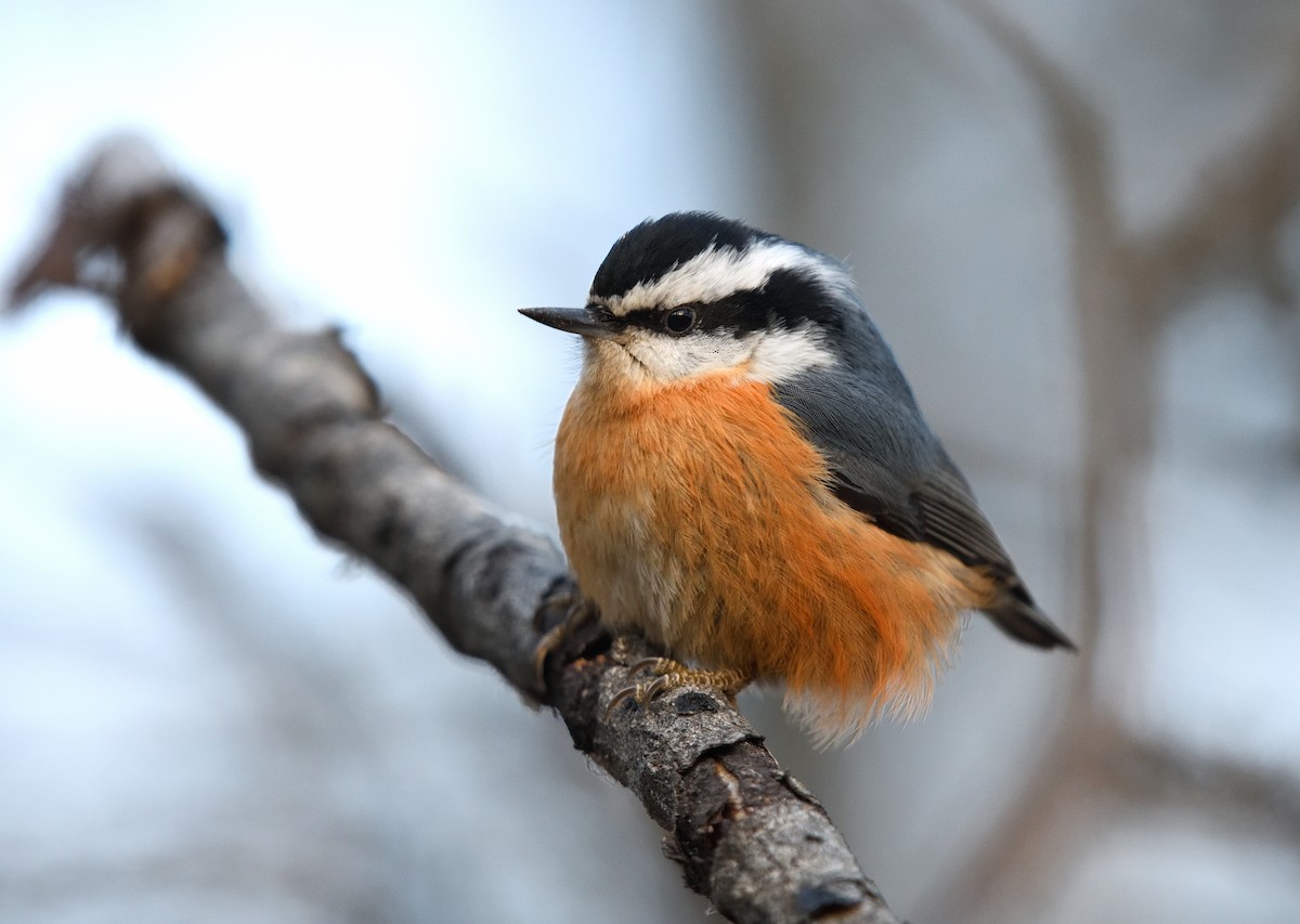 Trepador Canadiense - ML647211435