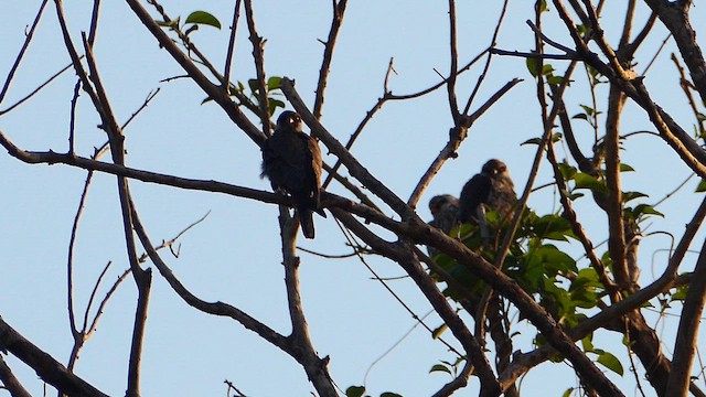 Amur Falcon - ML647211436