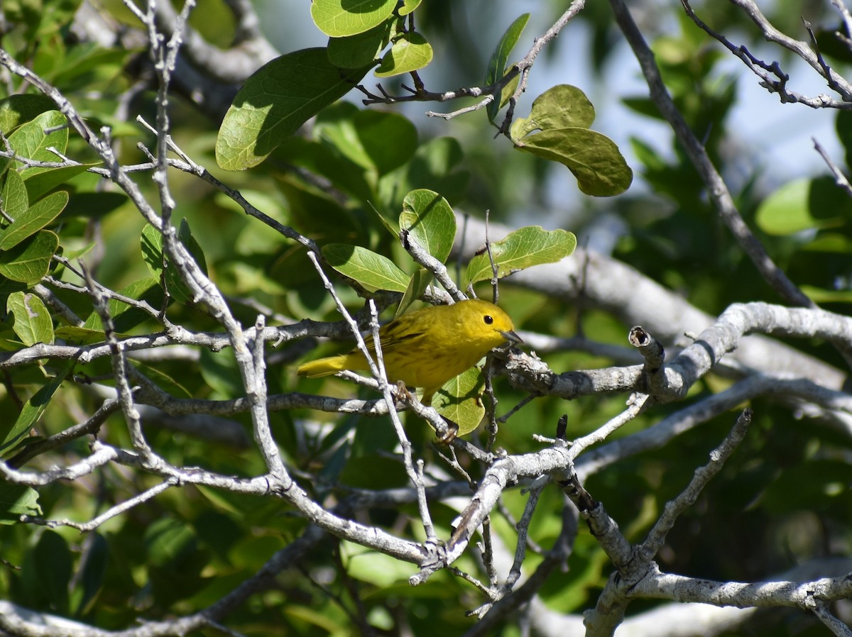 Mangrove Yellow Warbler (Cozumel) - ML647211438