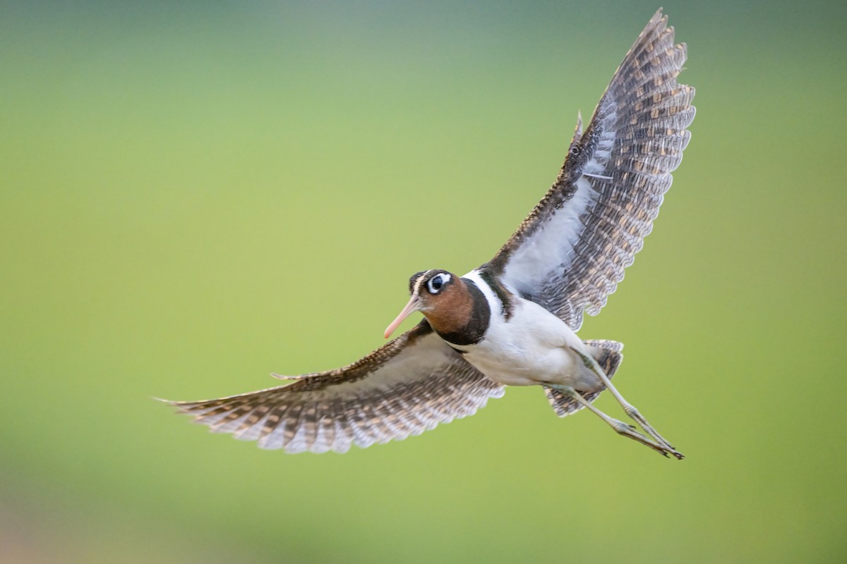 Greater Painted-Snipe - ML647211451