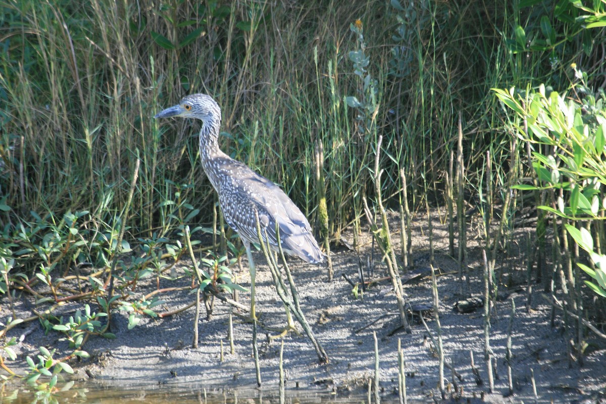Yellow-crowned Night Heron - ML647211452