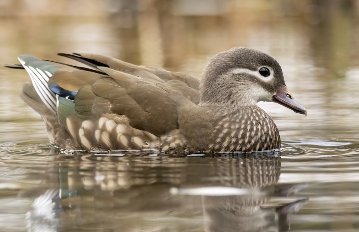 Mandarin Duck - ML647211454