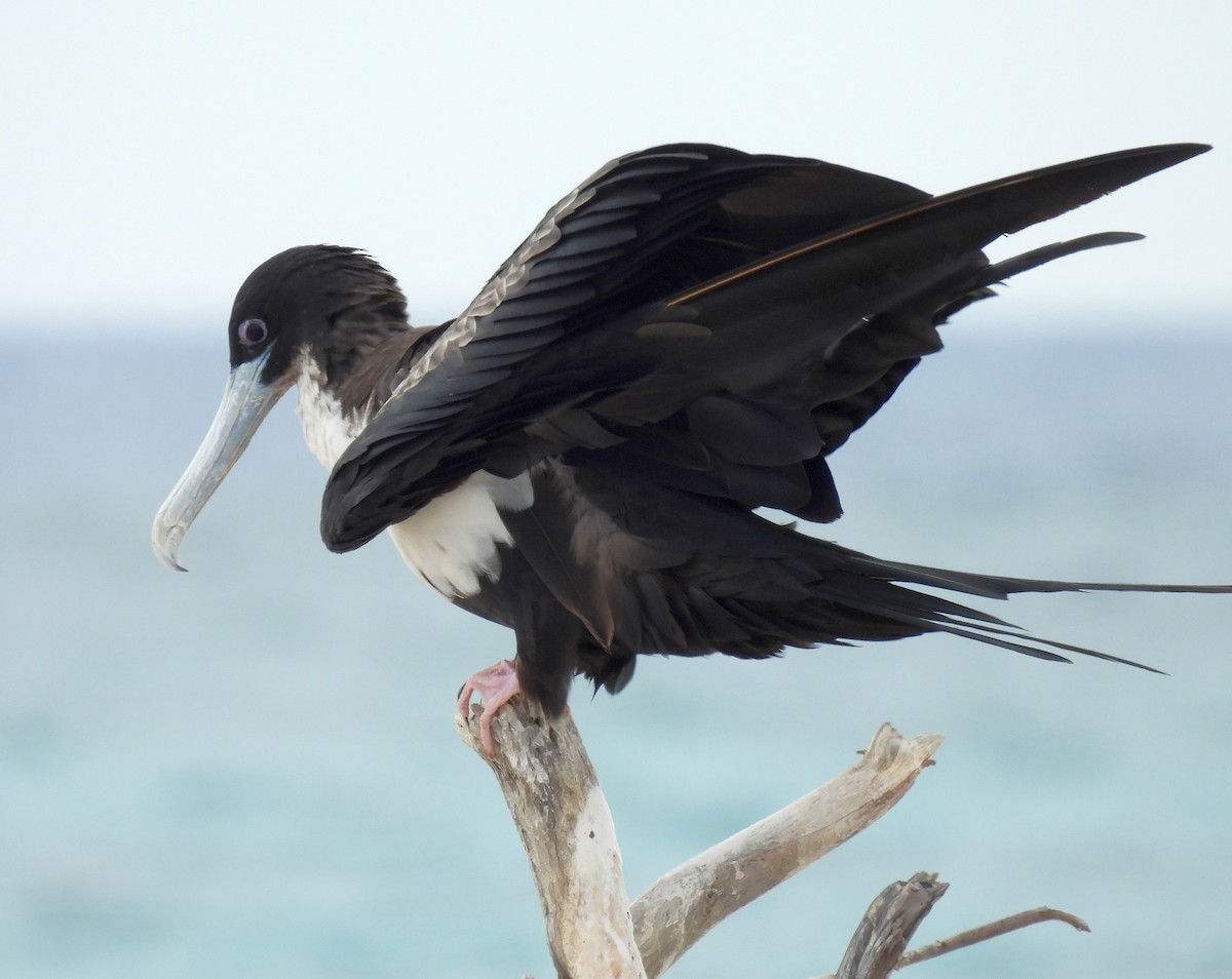 פריגט גדול - ML647211455