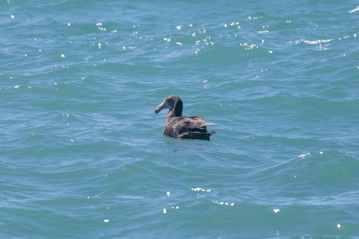 Northern Giant-Petrel - ML647211459