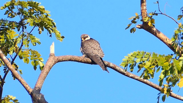 Amur Falcon - ML647211470