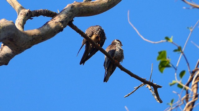 Amur Falcon - ML647211471