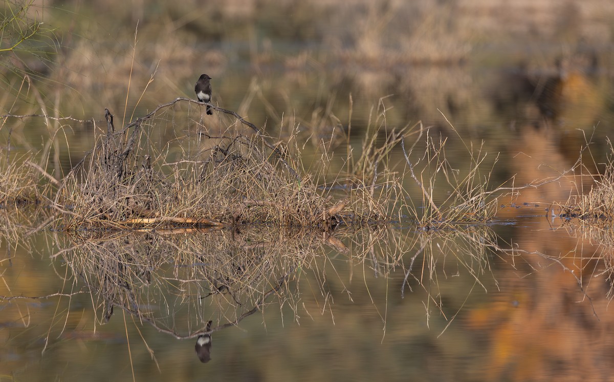 Black Phoebe (Northern) - ML647211475