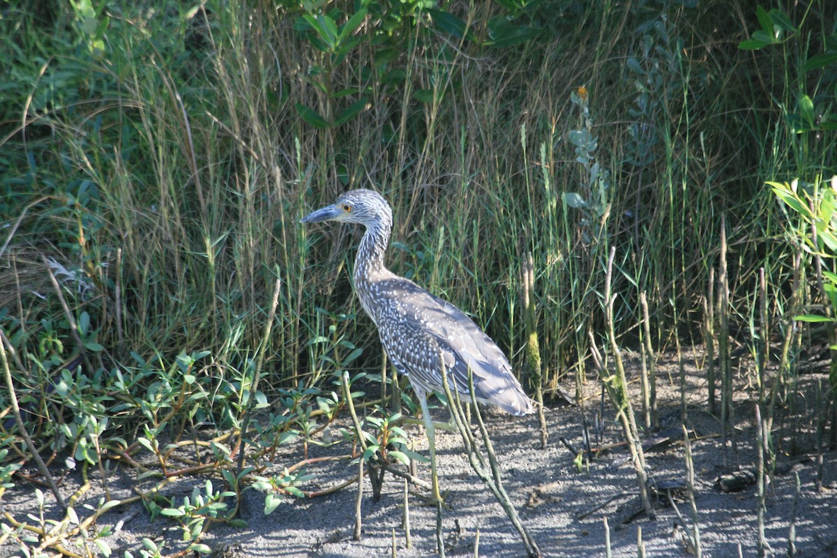Yellow-crowned Night Heron - ML647211482