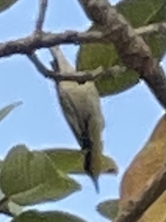 Goldkehl-Waldsänger - ML647211490