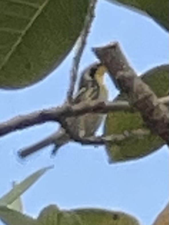 Goldkehl-Waldsänger - ML647211491