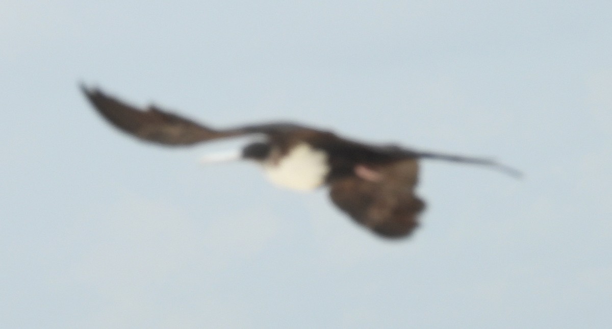 פריגט גדול - ML647211492