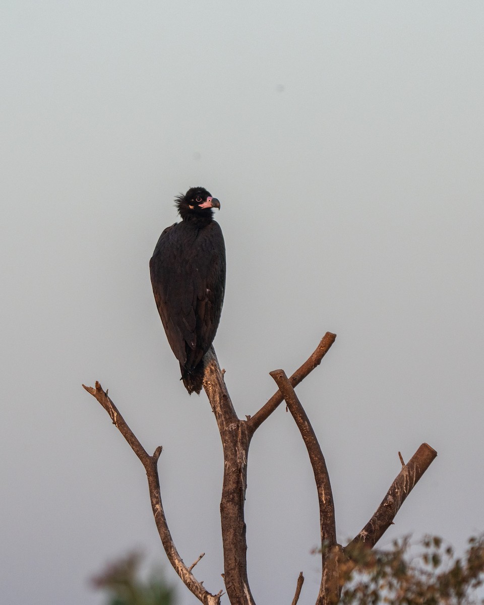 クロハゲワシ - ML647211493