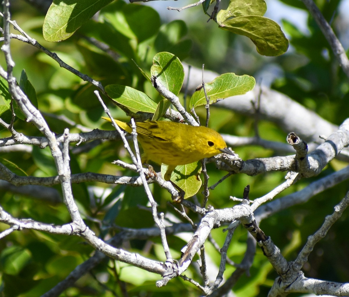 Mangrove Yellow Warbler (Cozumel) - ML647211496