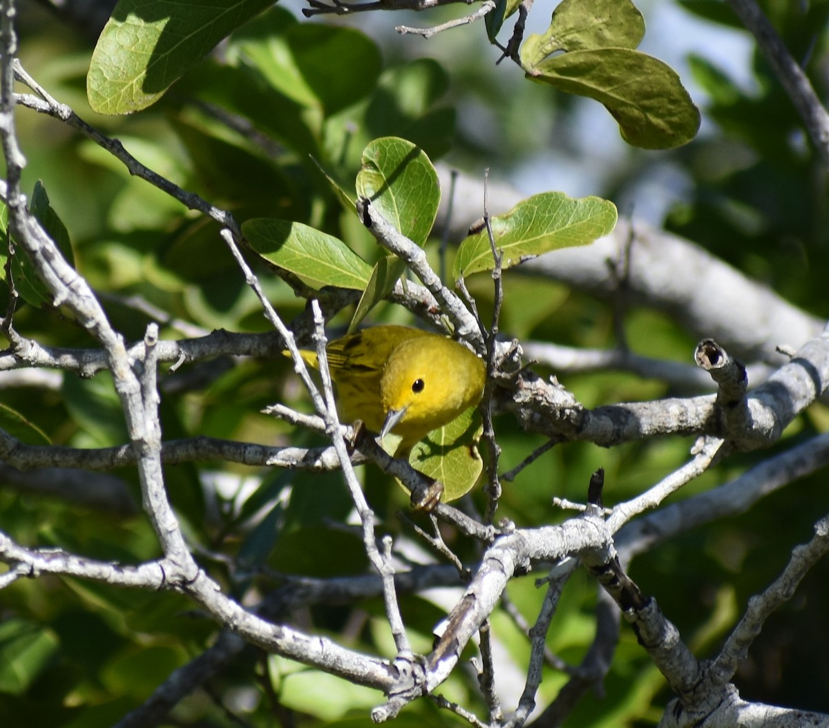 Mangrove Yellow Warbler (Cozumel) - ML647211497