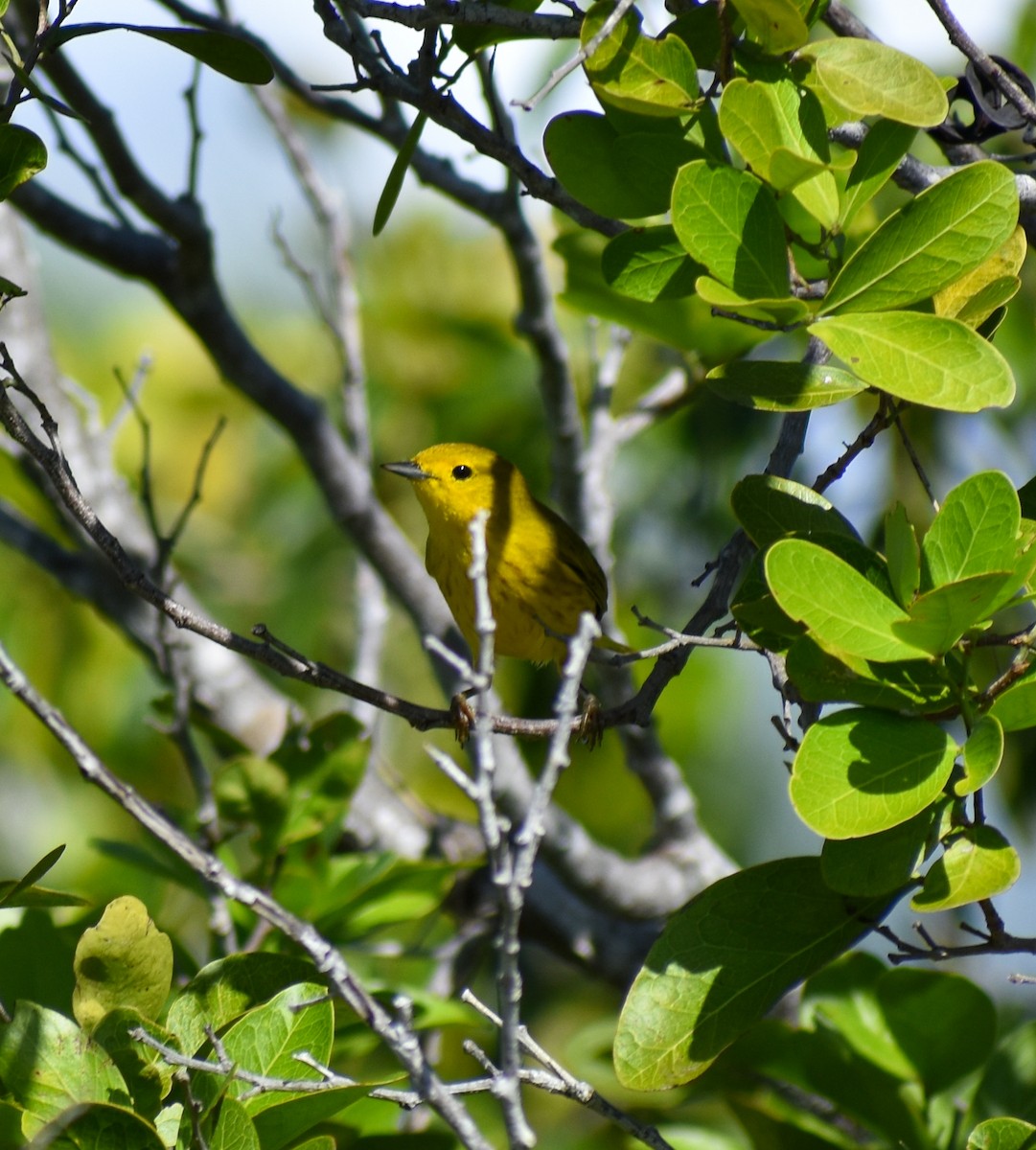 Mangrove Yellow Warbler (Cozumel) - ML647211498