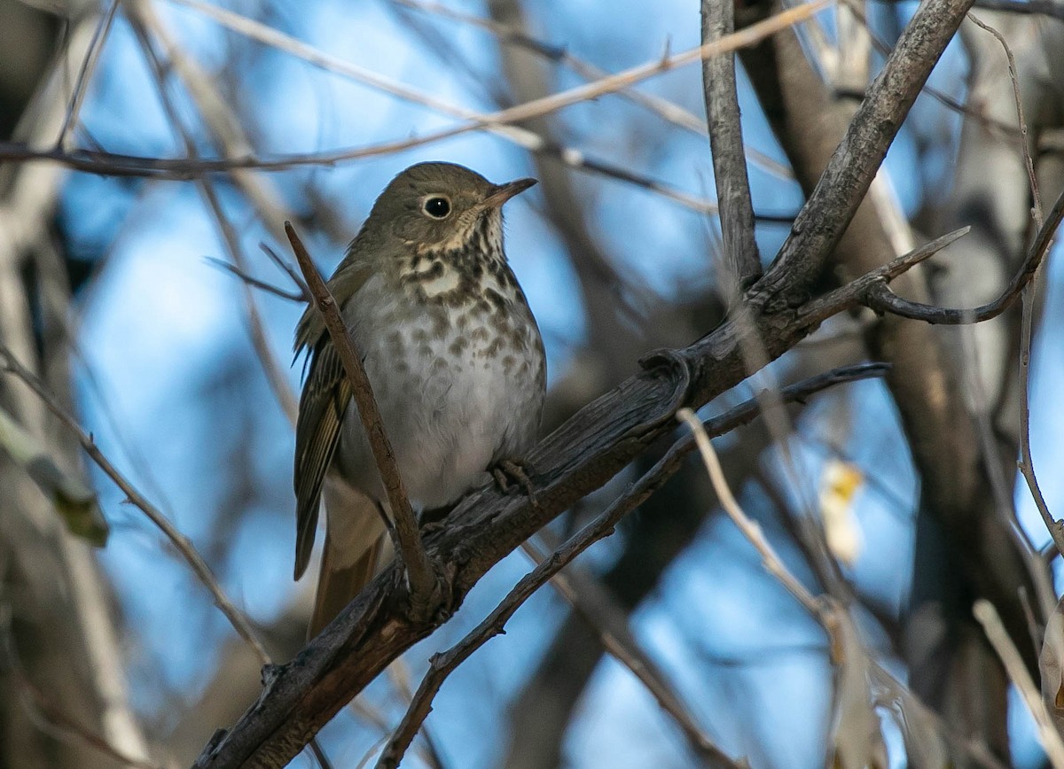 Hermit Thrush - ML647211500