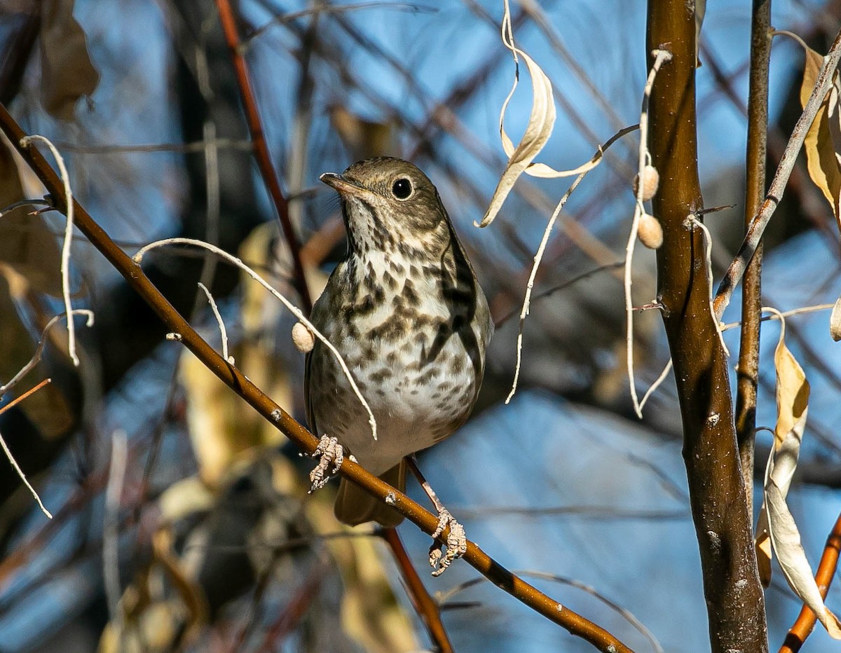 Hermit Thrush - ML647211501