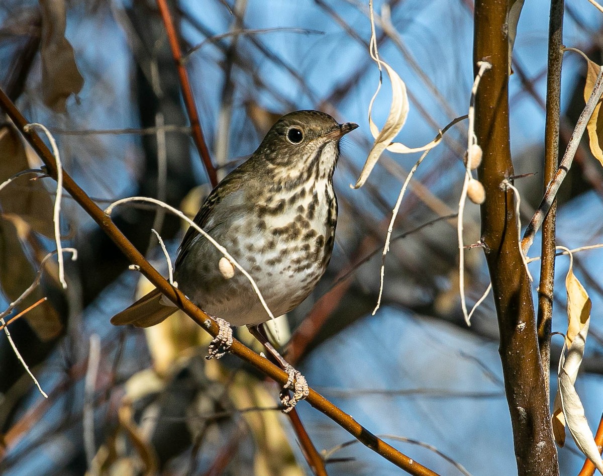 Hermit Thrush - ML647211502