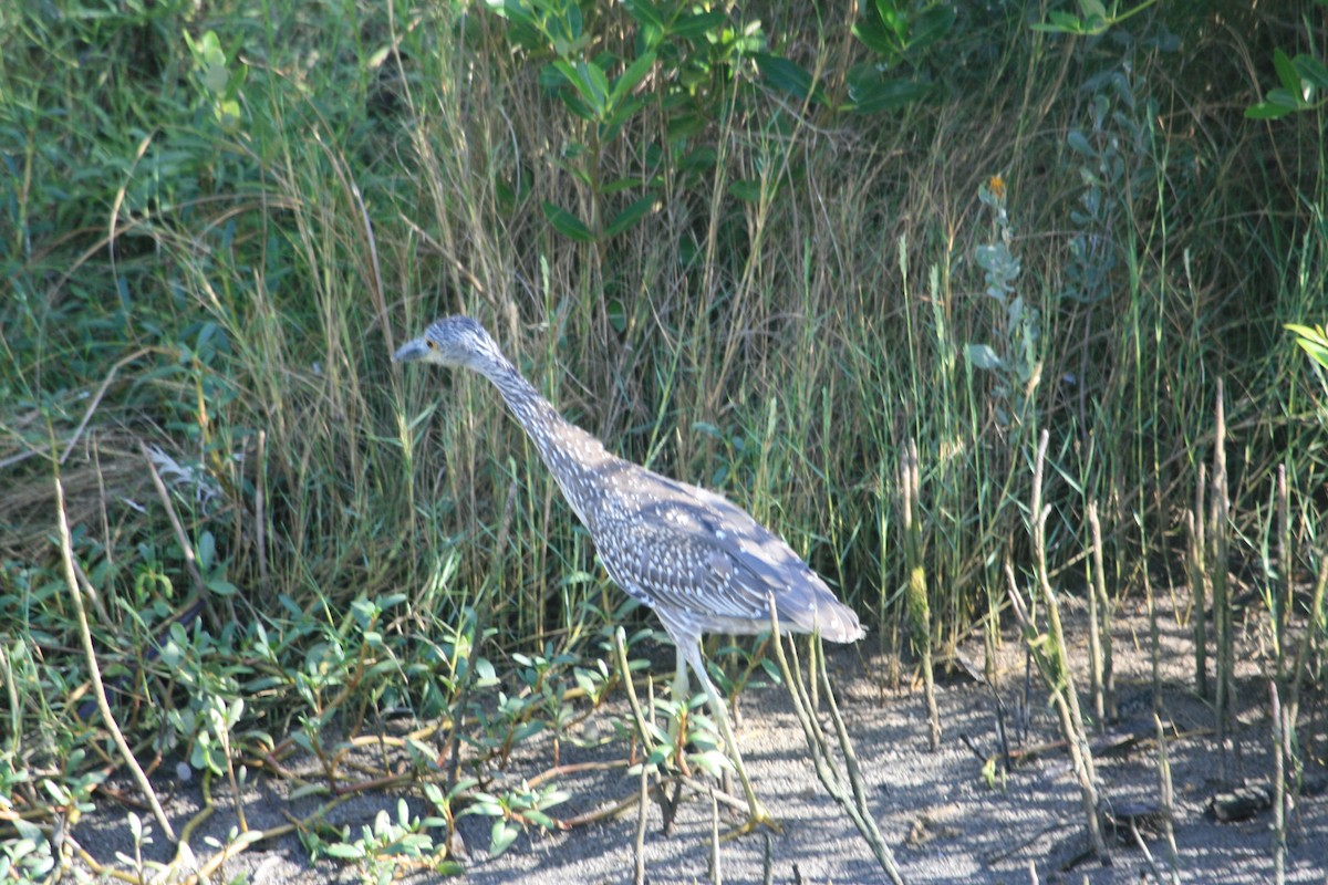 Yellow-crowned Night Heron - ML647211503