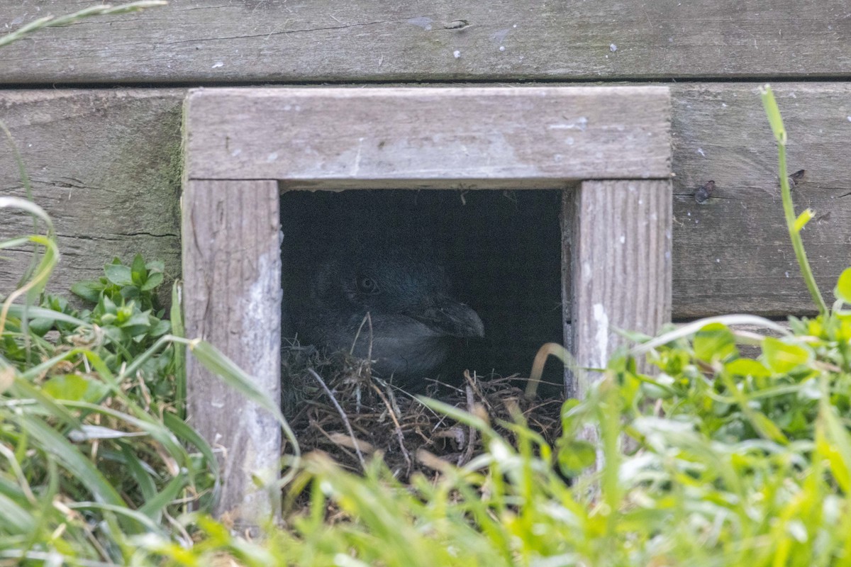 Малый пингвин - ML647211504