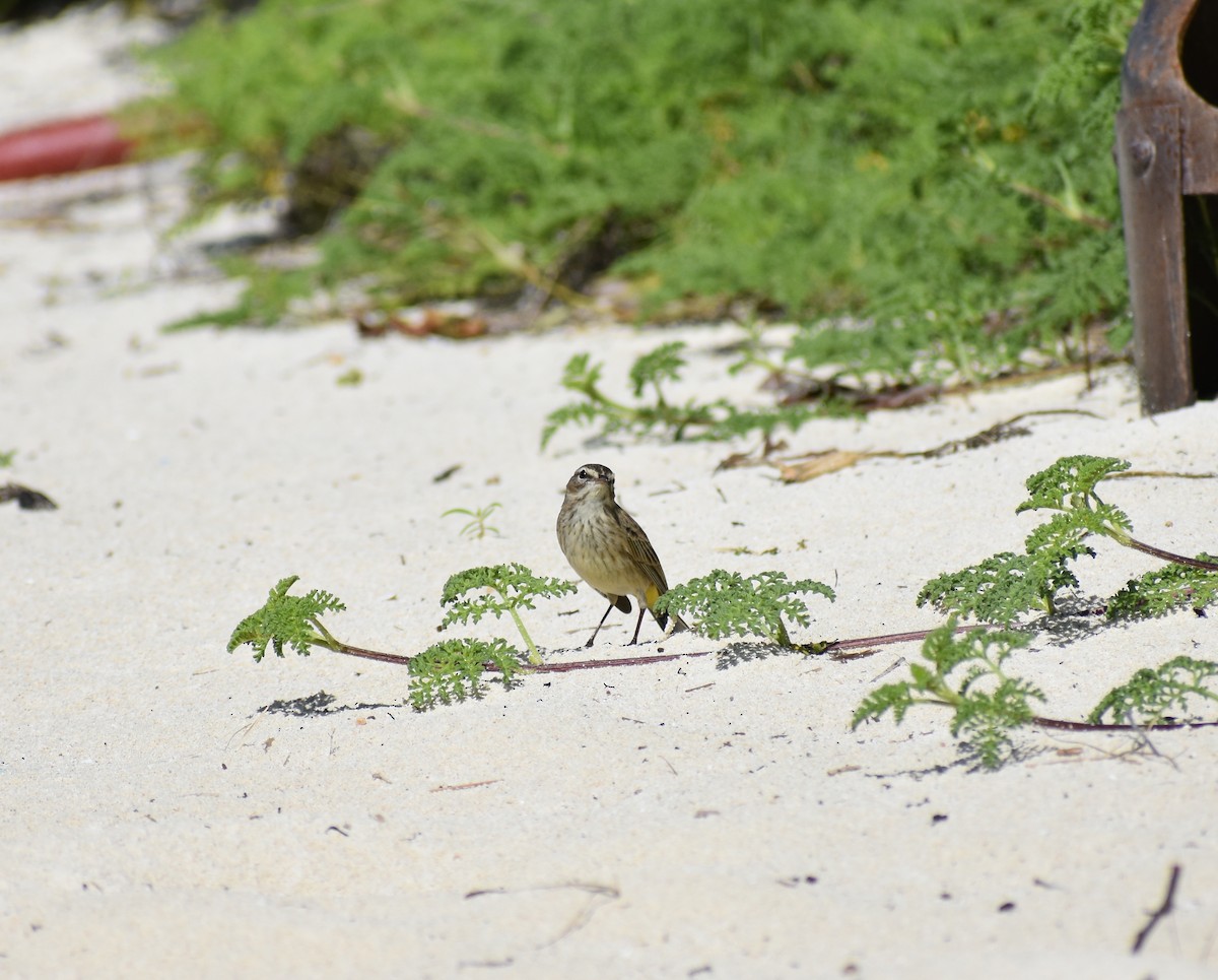 Palm Warbler - ML647211508