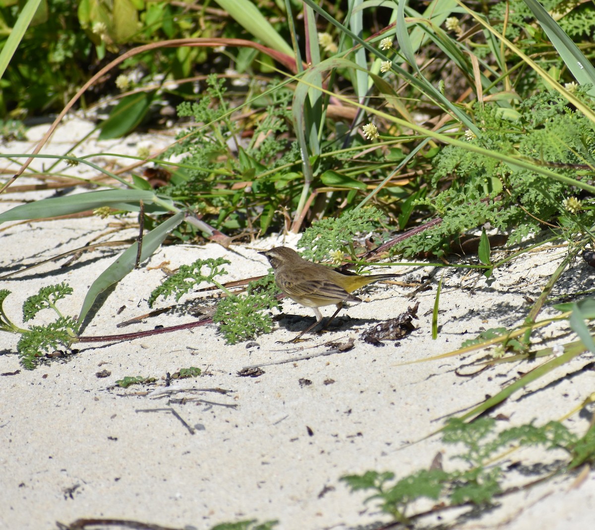 Palm Warbler - ML647211509