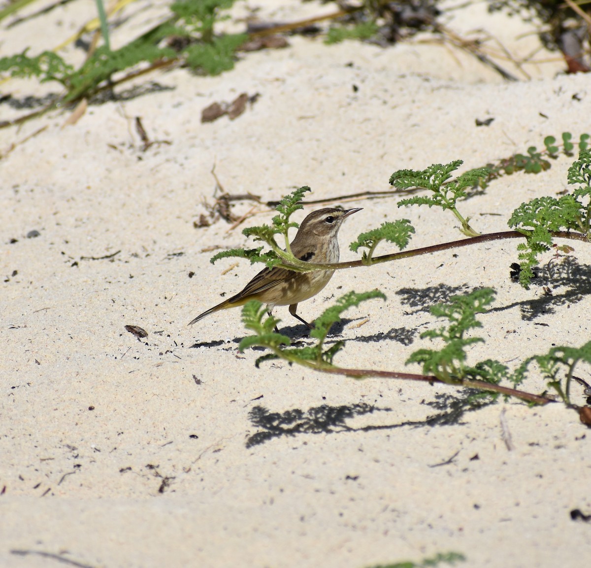 Palm Warbler - ML647211510