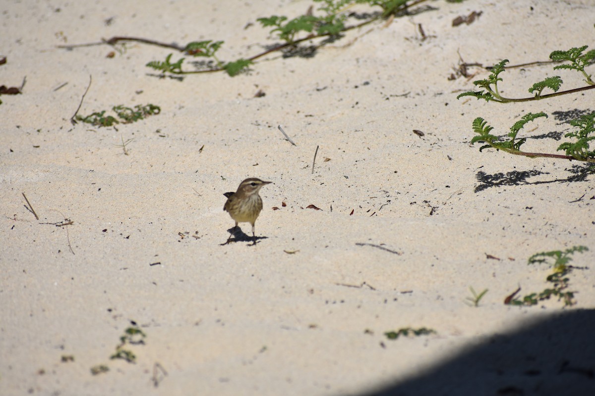 Palm Warbler - ML647211511