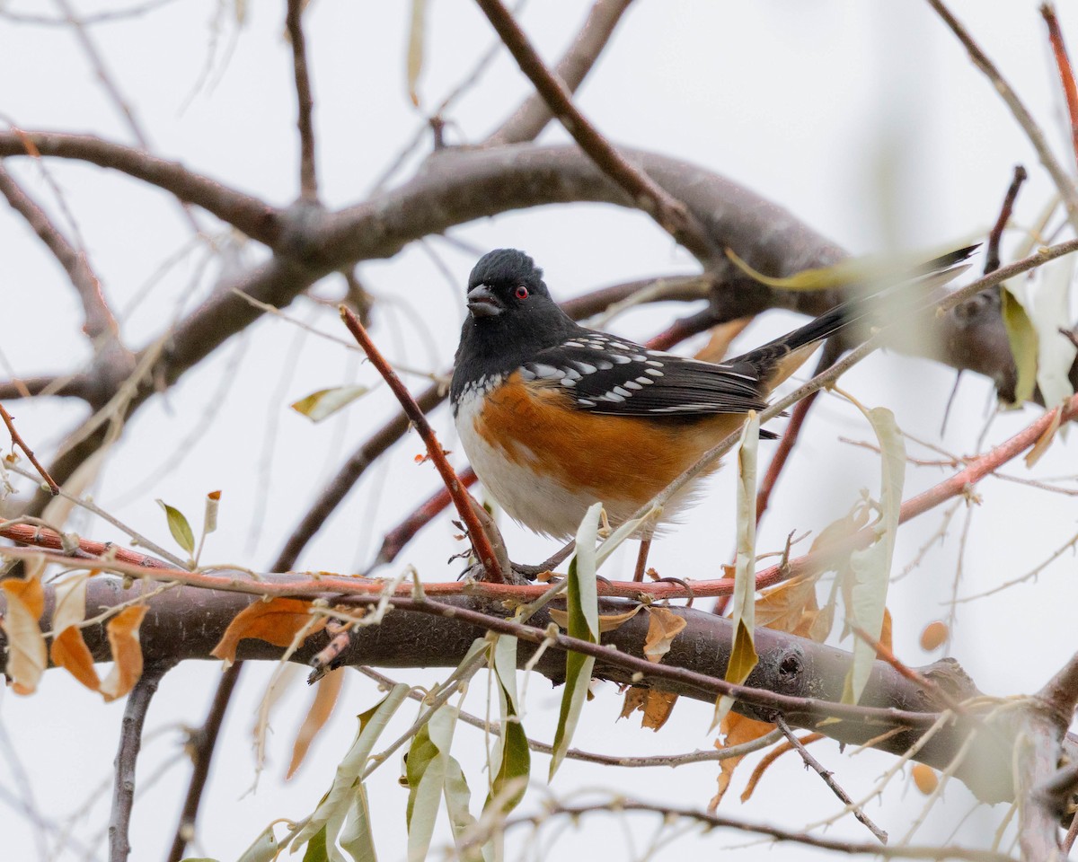 Spotted Towhee - ML647211515