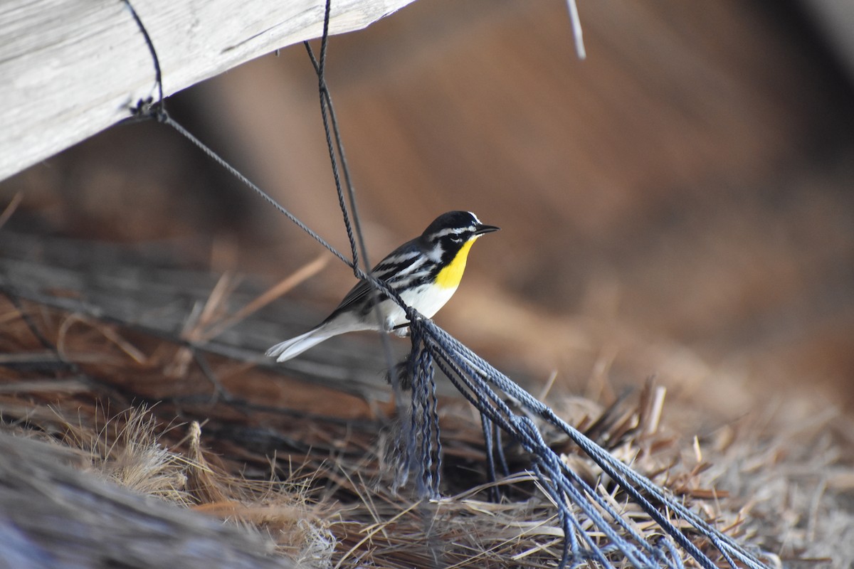 Yellow-throated Warbler - ML647211519