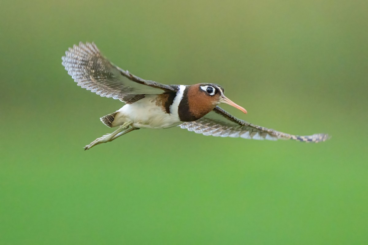 Greater Painted-Snipe - ML647211521