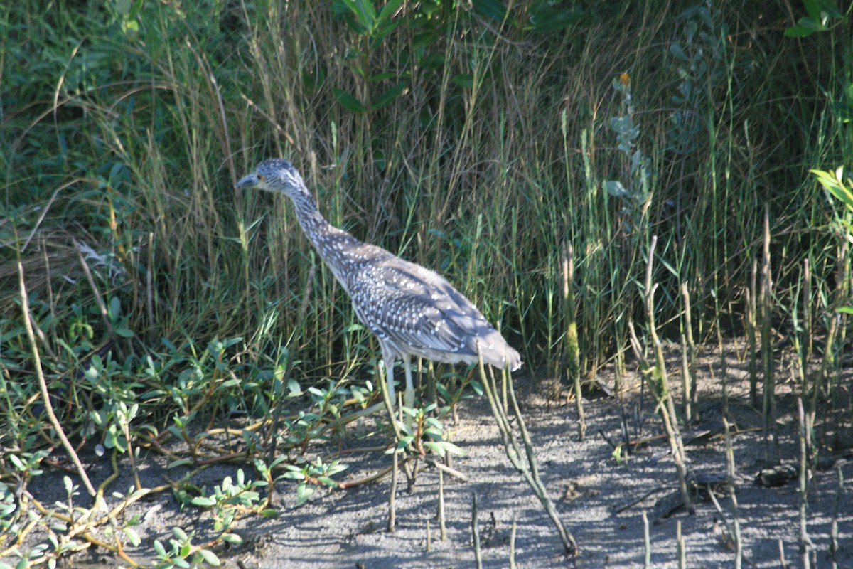 Yellow-crowned Night Heron - ML647211525