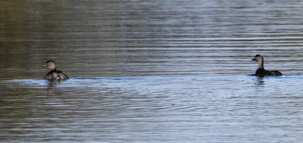 Least Grebe - ML647211532