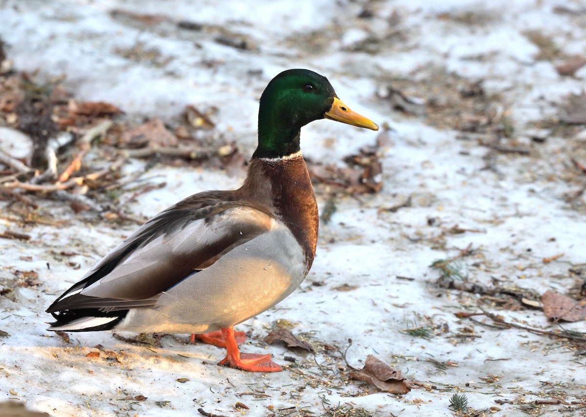 Ánade Azulón - ML647211535