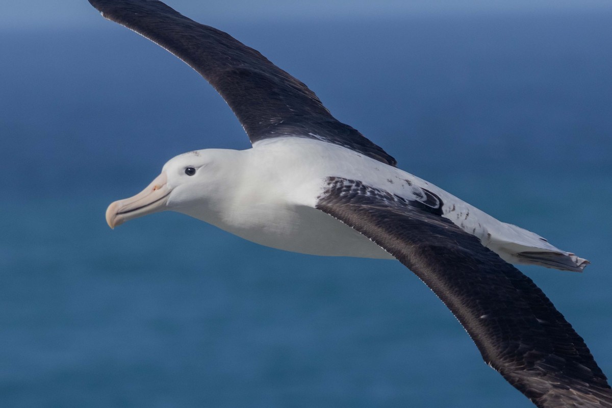 Northern Royal Albatross - ML647211536