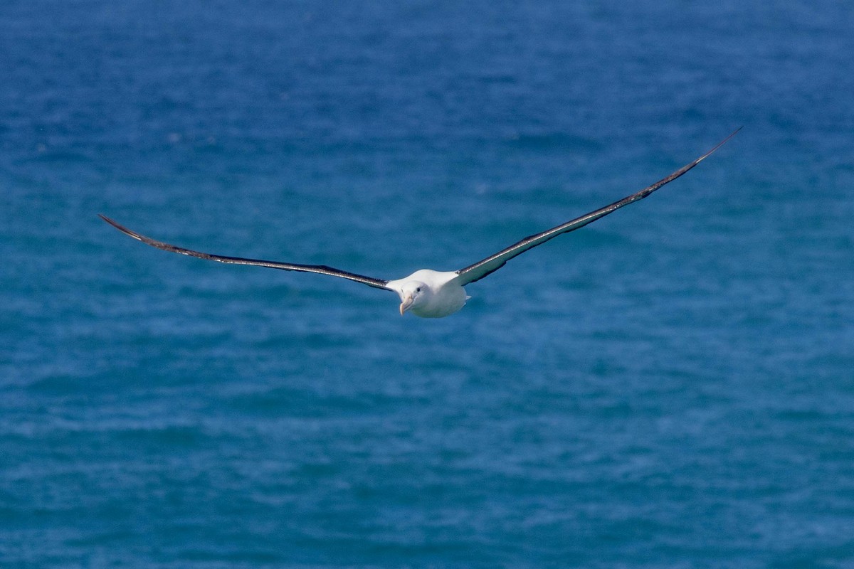 Northern Royal Albatross - ML647211538