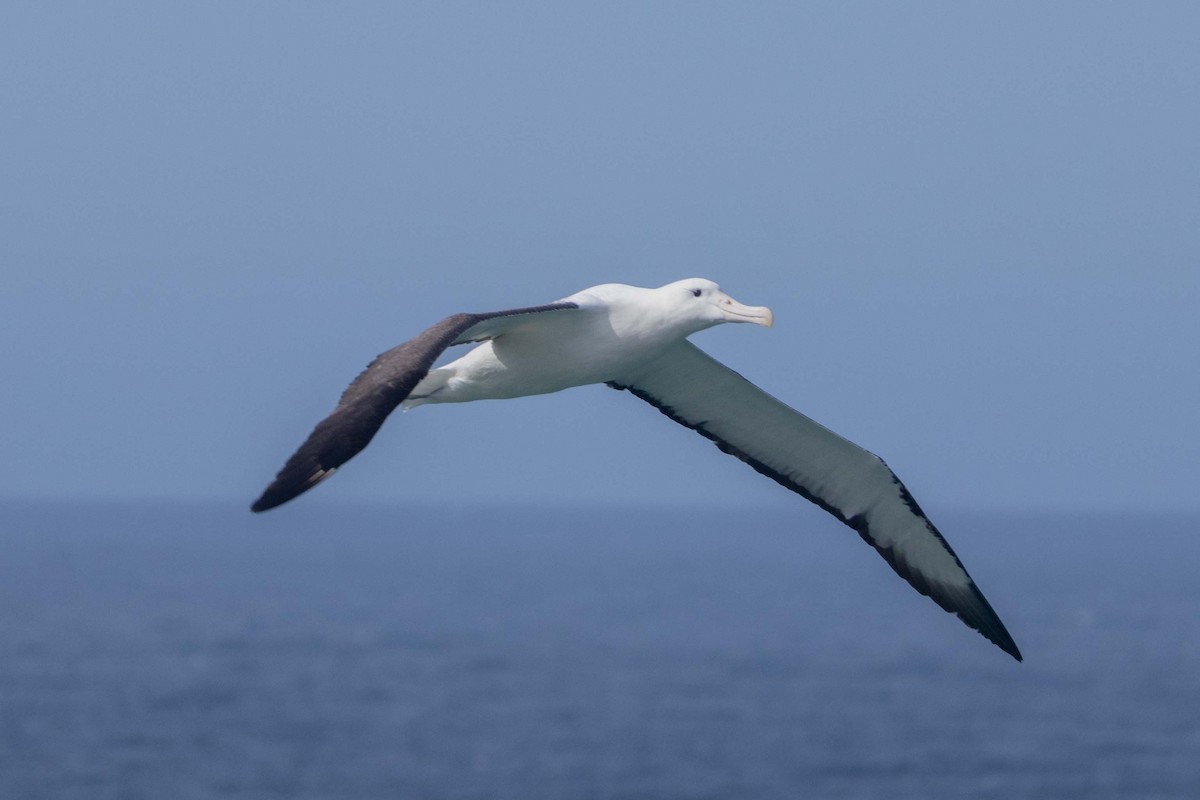 Northern Royal Albatross - ML647211539