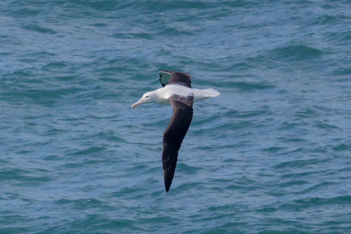 Northern Royal Albatross - ML647211540