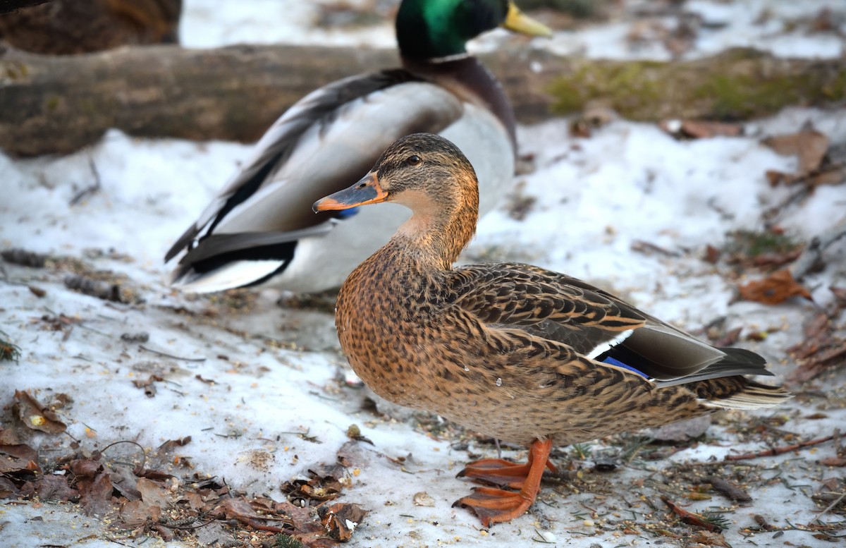 Ánade Azulón - ML647211542