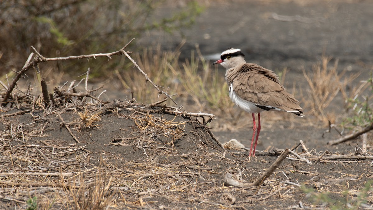 Crowned Lapwing - ML647211553