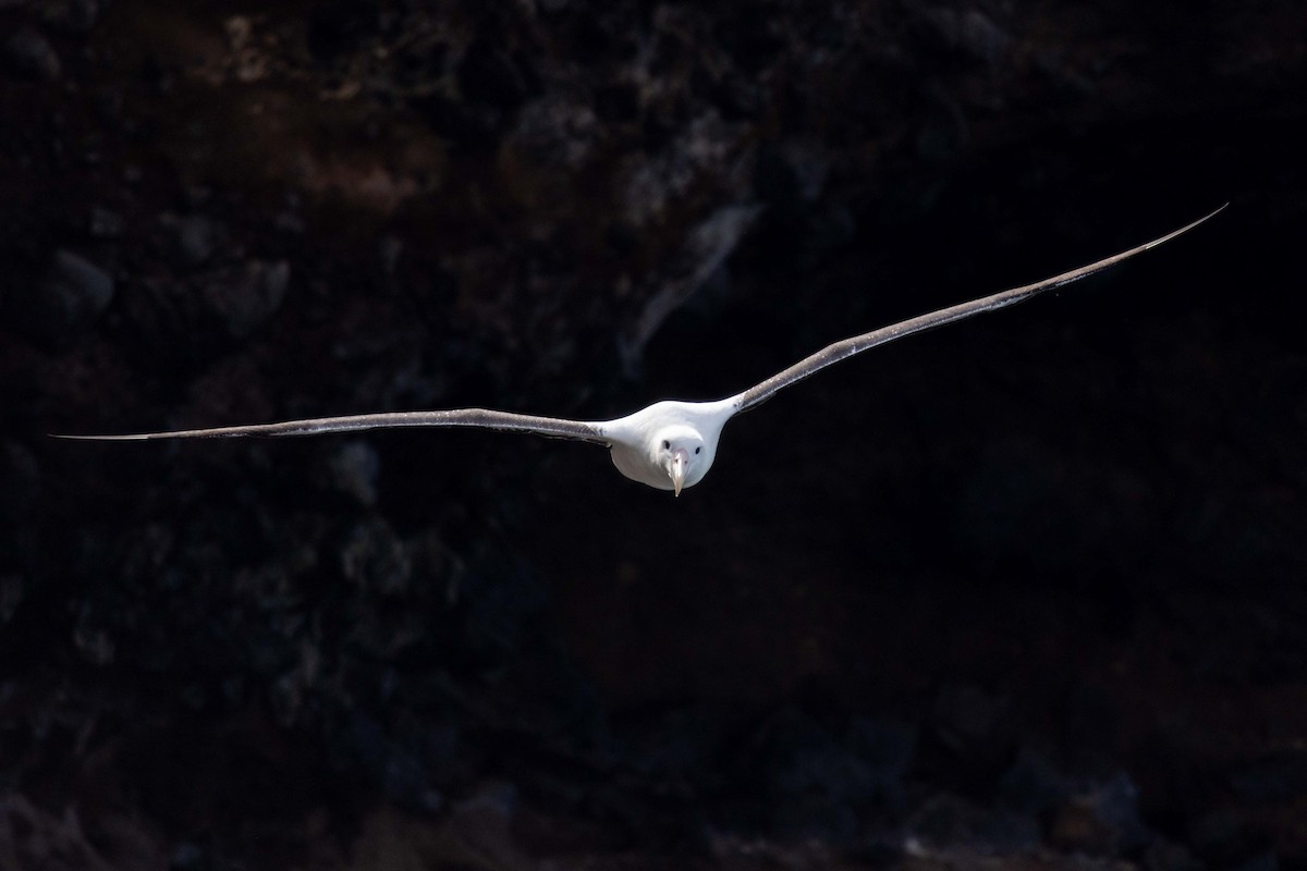 Northern Royal Albatross - ML647211554
